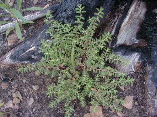 Prostrate Spurge (Chamaesyce prostrata)