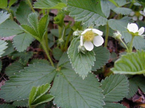 Wild Strawberry (Fragaria virginiana)