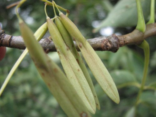 White Ash (Fraxinus americana)