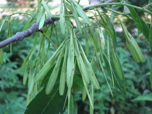 Green Ash (Fraxinus pennsylvanica)