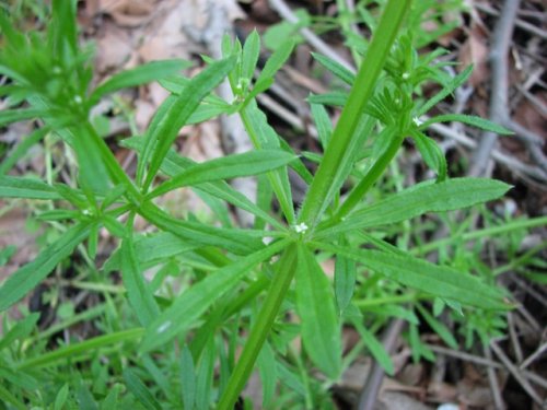 Stickywilly (Galium aparine)