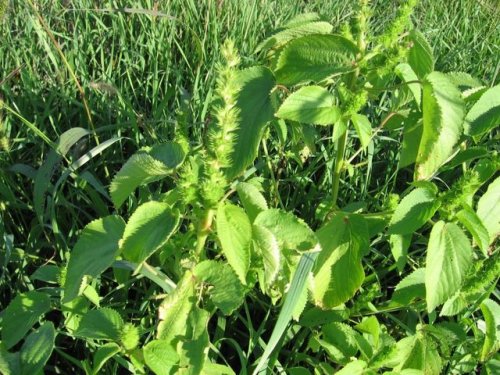 Rough pod copperleaf (Acalypha ostryifolia)