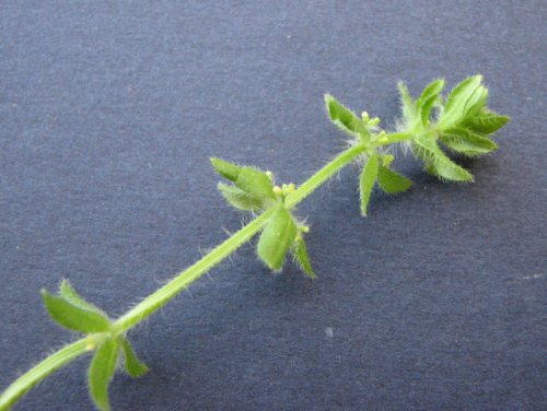 Piedmont Bedstraw (Galium pedemontanum)