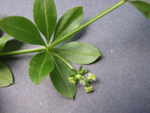 Fragrant Bedstraw (Galium triflorum)