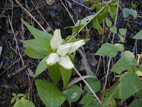 White Gentian (Gentiana alba)