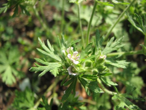 Carolina Geranium (Geranium carolinianum)