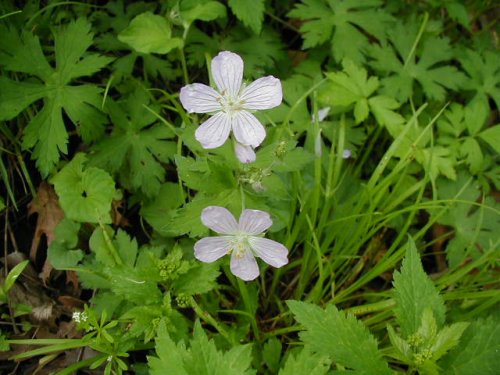 Spotted Geranium (Geranium maculatum)