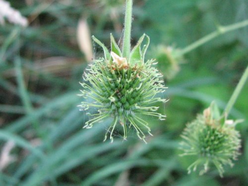 White Avens (Geum canadense)