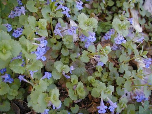 Ground Ivy (Glechoma hederacea)