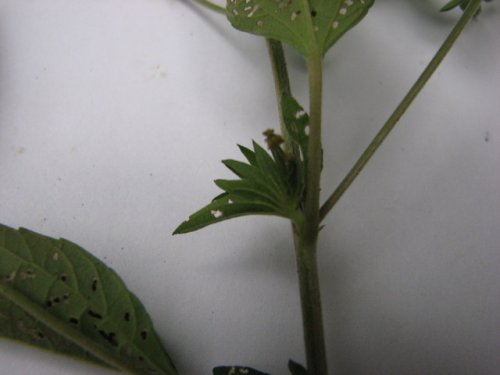 Virginia Copperleaf (Acalypha virginica)