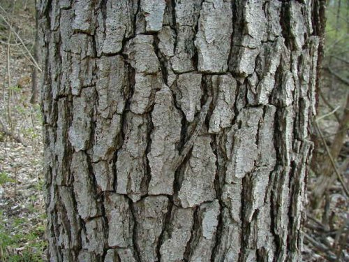 Kentucky Coffee Tree (Gymnocladus dioica)