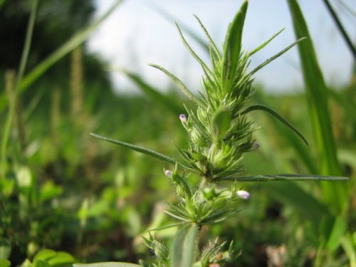 Rough False Pennyroyal (Hedeoma hispida)