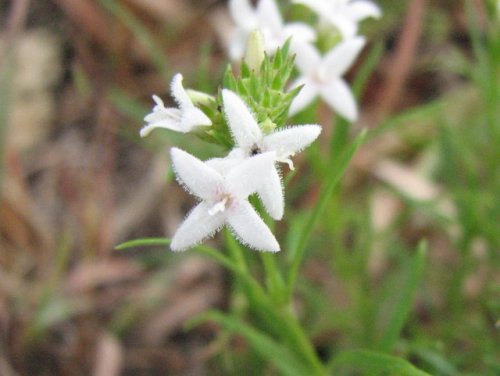 Narrowleaf Bluets (Hedyotis nigricans)