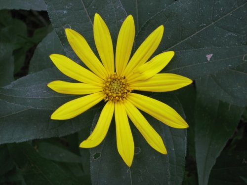 Hairy Sunflower (Helianthus hirsutus)