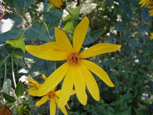 Jerusalem artichoke (Helianthus tuberosus)