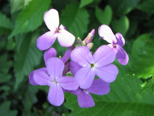 Dames Rocket (Hesperis matronalis)