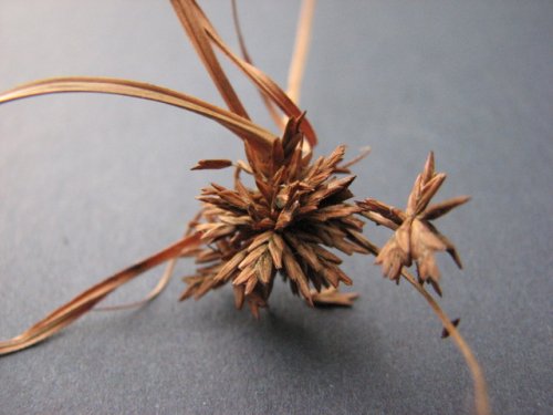 Slender Stem Flat Sedge (Cyperus lupulinus)