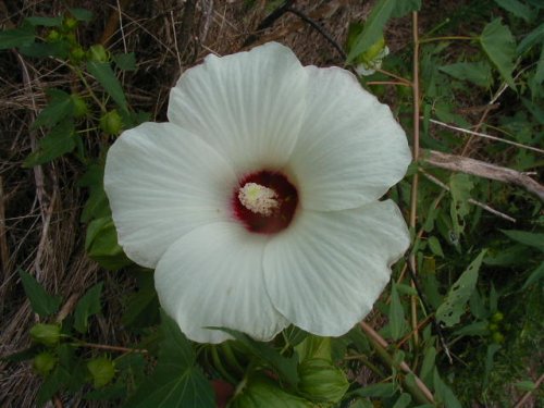 Halberdleaf Rosemallow (Hibiscus laevis)