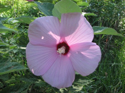 Crimsoneyed Rosemallow (Hibiscus moscheutos)