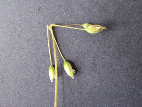 Jagged Chickweed (Holosteum umbellatum)