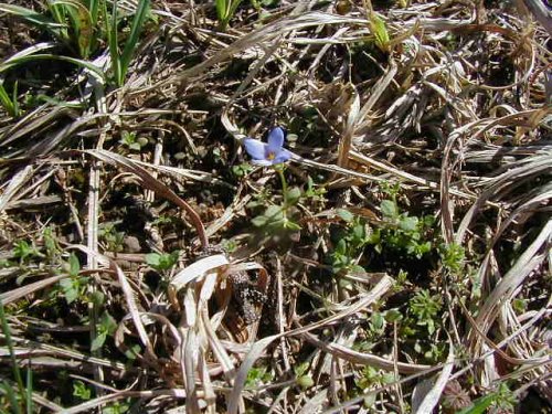 Tiny Bluet (Houstonia pusilla)