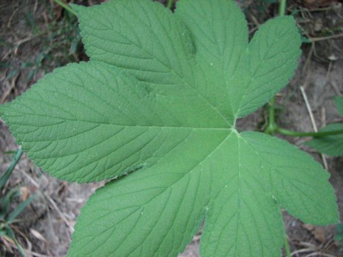 Japanese Hop (Humulus japonicus)