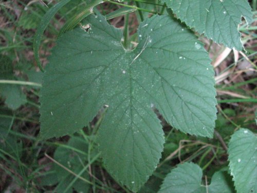 Common Hop (Humulus lupulus)