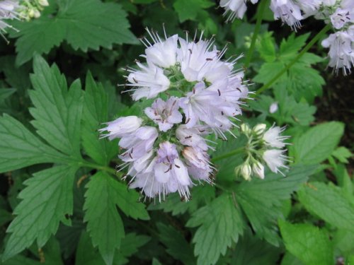 Virginia Waterleaf (Hydrophyllum virginianum)