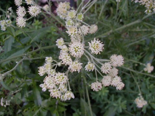 Old Plainsman (Hymenopappus scabiosaeus)
