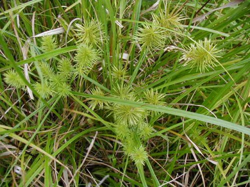 Fragrant Flatsedge (Cyperus odoratus)