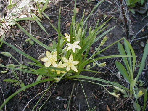 Yellow Stargrass (Hypoxis hirsuta)