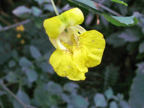 Pale touch-me-not (Impatiens pallida)