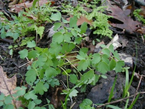 False Rue Anemone (Isopyrum biternatum)