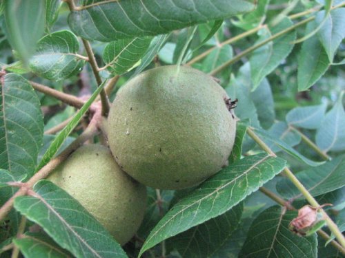 Black Walnut (Juglans nigra)