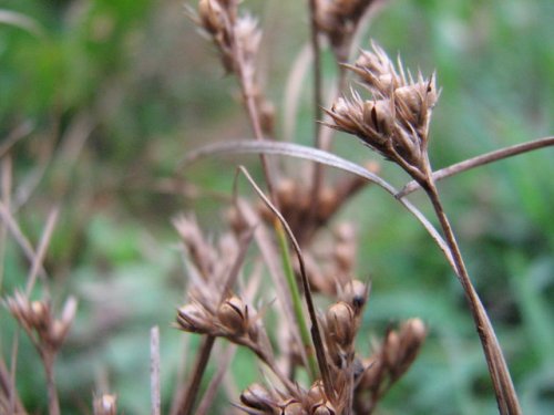 Path Rush (Juncus tenuis)