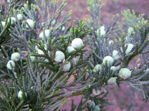 Red Cedar (Juniperus virginiana)