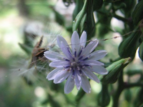 Florida Lettuce (Lactuca floridana)