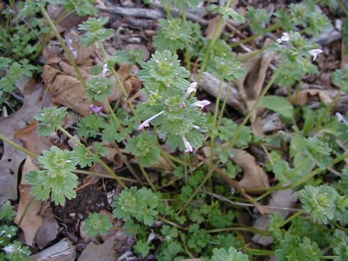 Henbit Deadnettle (Lamium amplexicaule)