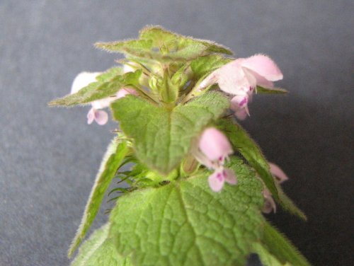 Purple Deadnettle (Lamium purpureum)