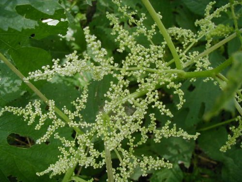 Canada Wood Nettle (Laportea canadensis)