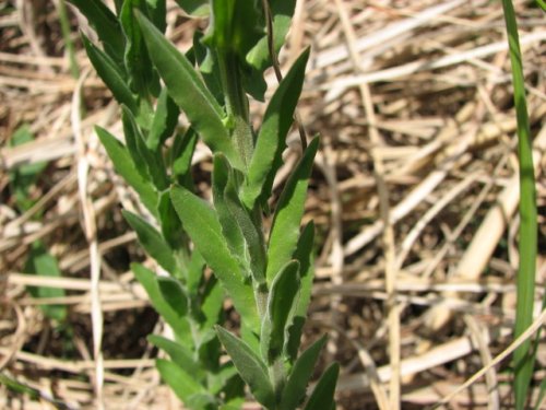 Field Peppergrass (Lepidium campestre)