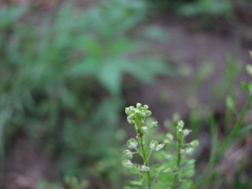 Prairie Pepperweed (Lepidium densiflorum)