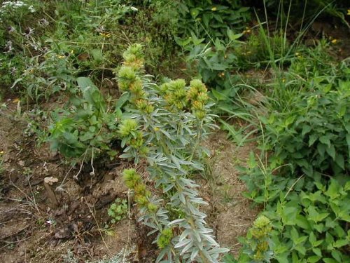Round-headed Bush Clover (Lespedeza capitata)