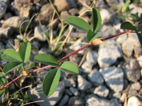 Korean Lespedeza (Kummerowia stipulacea)