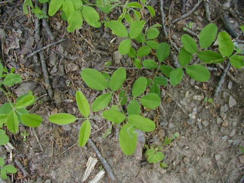 Violet Lespedeza (Lespedeza violacea)