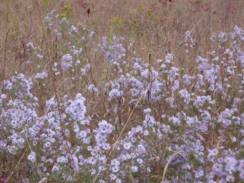 Willowleaf Aster (Aster praealtus)
