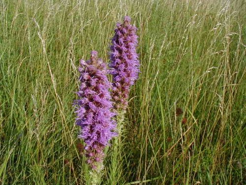 Thickspike Gayfeather (Liatris pycnostachya)