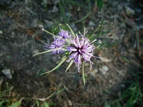 Scaly Gayfeather (Liatris squarrosa)