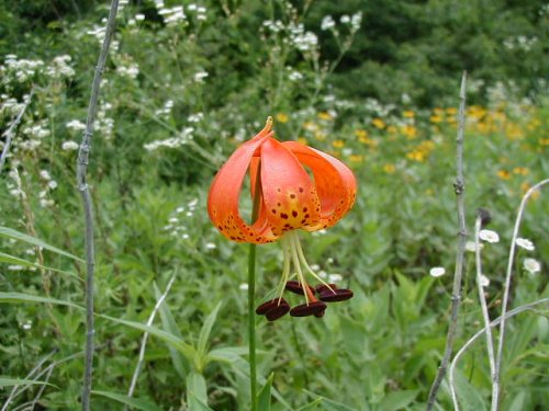 Michigan Lily (Lilium michiganense)
