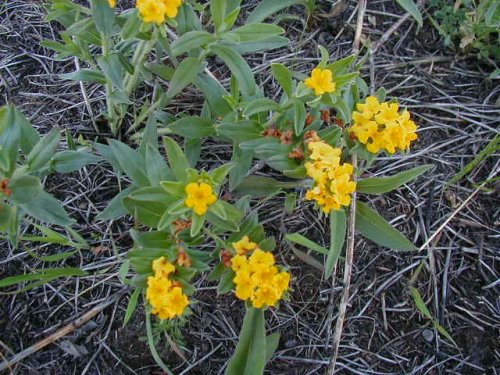 Hoary Puccoon (Lithospermum canescens)